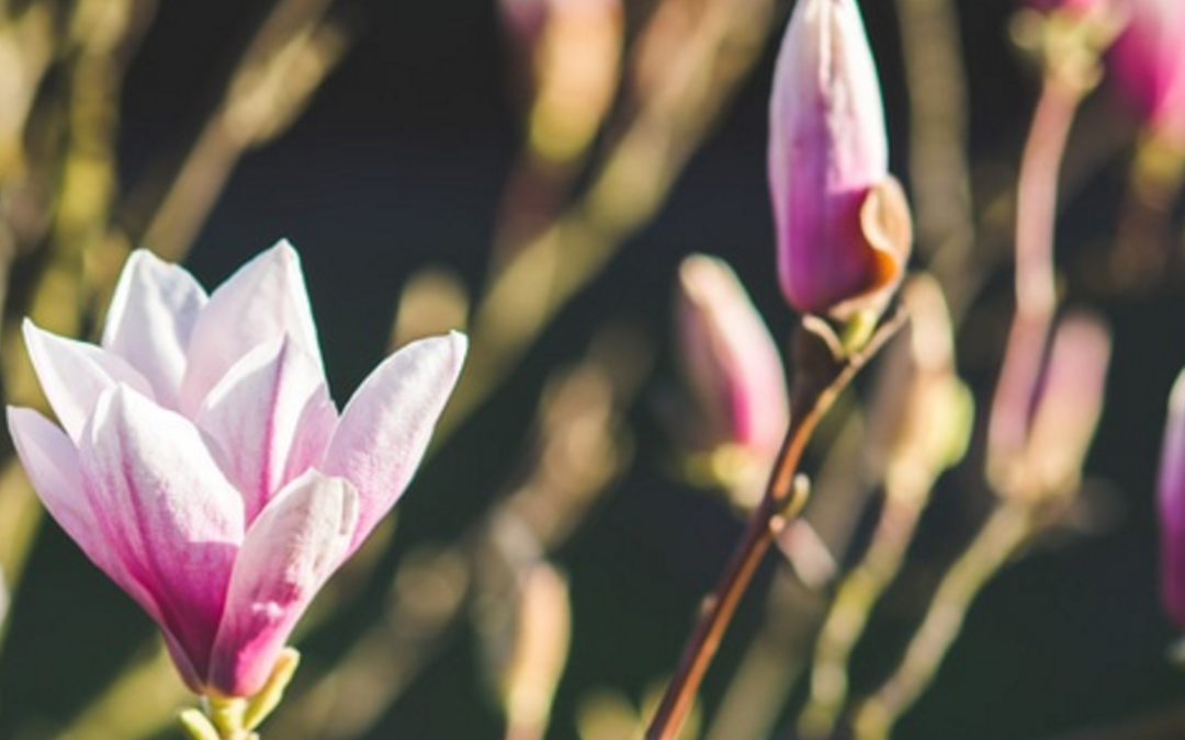 Six Things You Inherit as a New Pastor at an Established Church