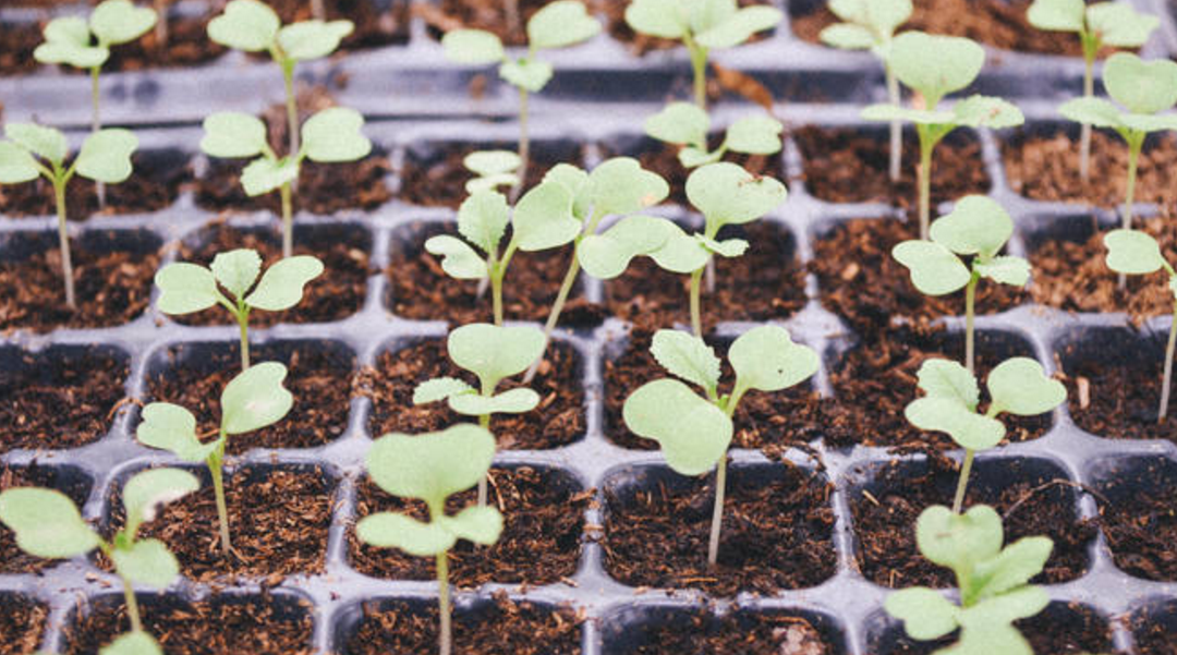 Eight Ways Pastors Can Cultivate Long-Term Tenures