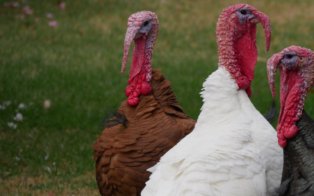 Thursday Threes: November 24, 2016