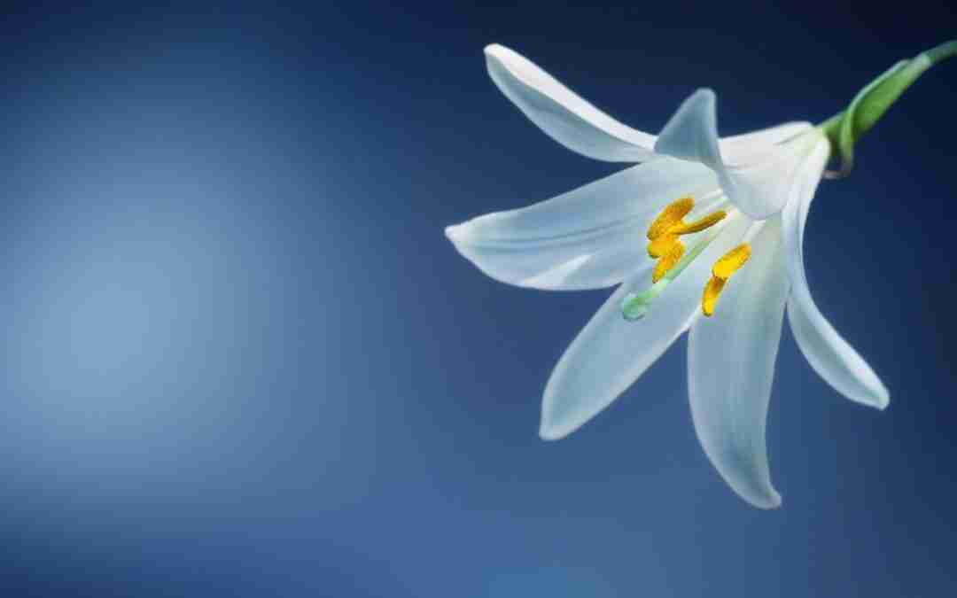 Five Ways Pastors Can Continue the Resurrection Celebration